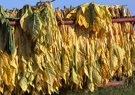 cased-burley-leaf-tobacco